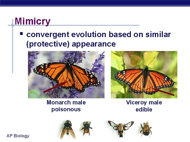 Mimicry § convergent evolution based on similar (protective) appearance Monarch male poisonous AP Biology