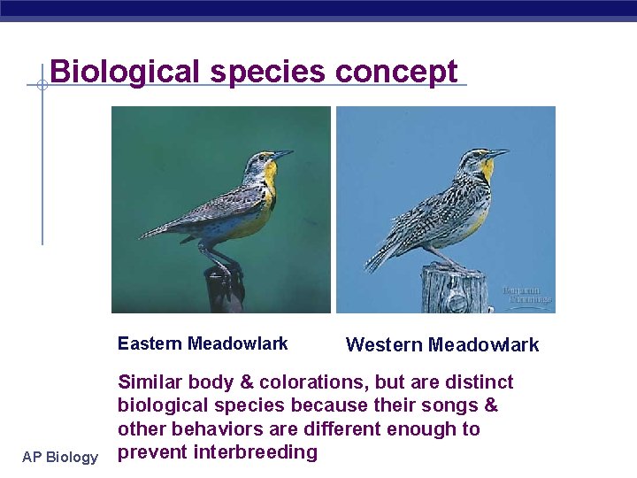 Biological species concept Eastern Meadowlark AP Biology Western Meadowlark Similar body & colorations, but