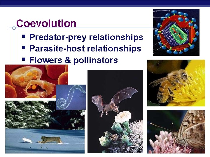 Coevolution § Predator-prey relationships § Parasite-host relationships § Flowers & pollinators AP Biology 