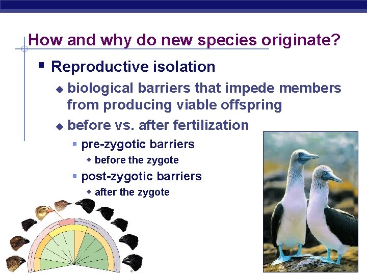 How and why do new species originate? § Reproductive isolation biological barriers that impede