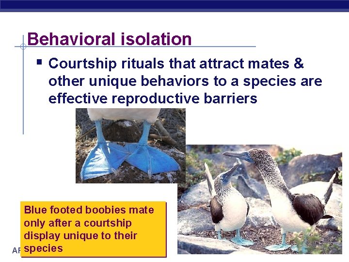 Behavioral isolation § Courtship rituals that attract mates & other unique behaviors to a