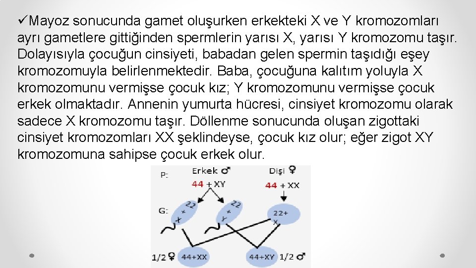 üMayoz sonucunda gamet oluşurken erkekteki X ve Y kromozomları ayrı gametlere gittiğinden spermlerin yarısı