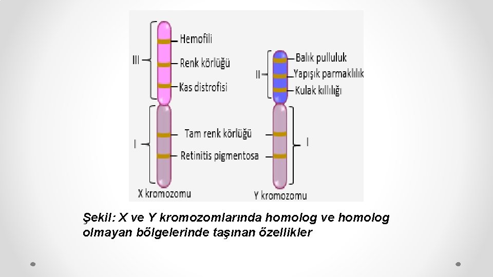 Şekil: X ve Y kromozomlarında homolog ve homolog olmayan bölgelerinde taşınan özellikler 