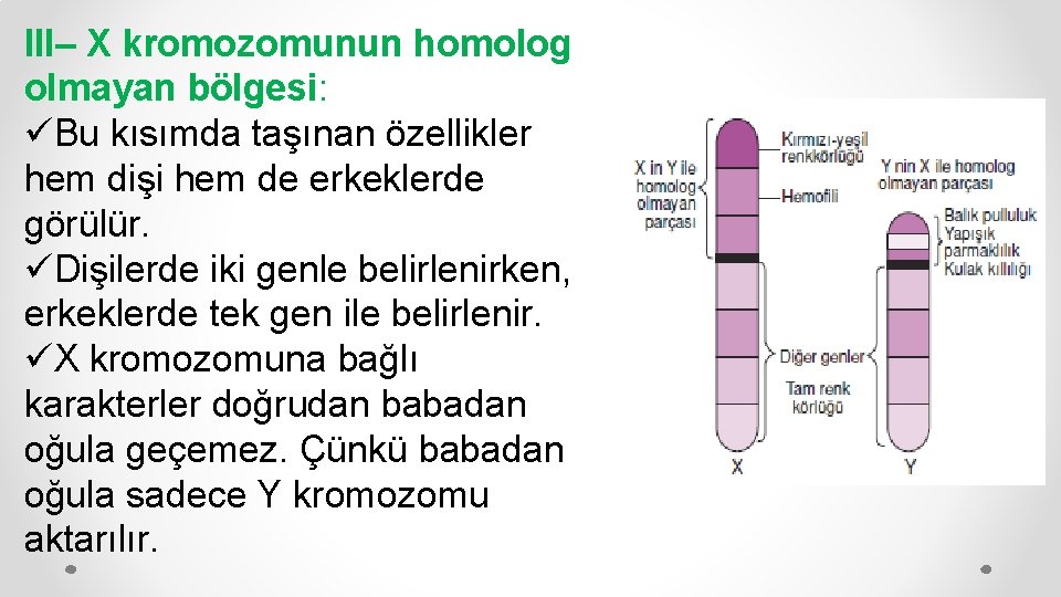 III– X kromozomunun homolog olmayan bölgesi: üBu kısımda taşınan özellikler hem dişi hem de