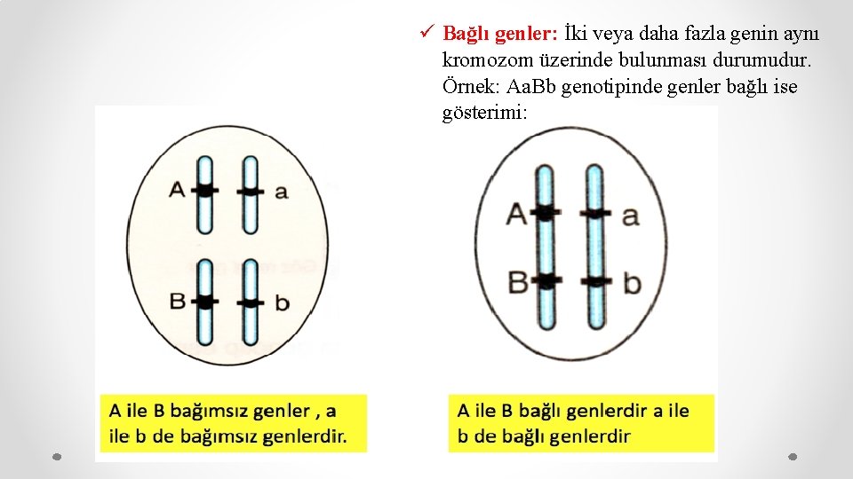 ü Bağlı genler: İki veya daha fazla genin aynı kromozom üzerinde bulunması durumudur. Örnek: