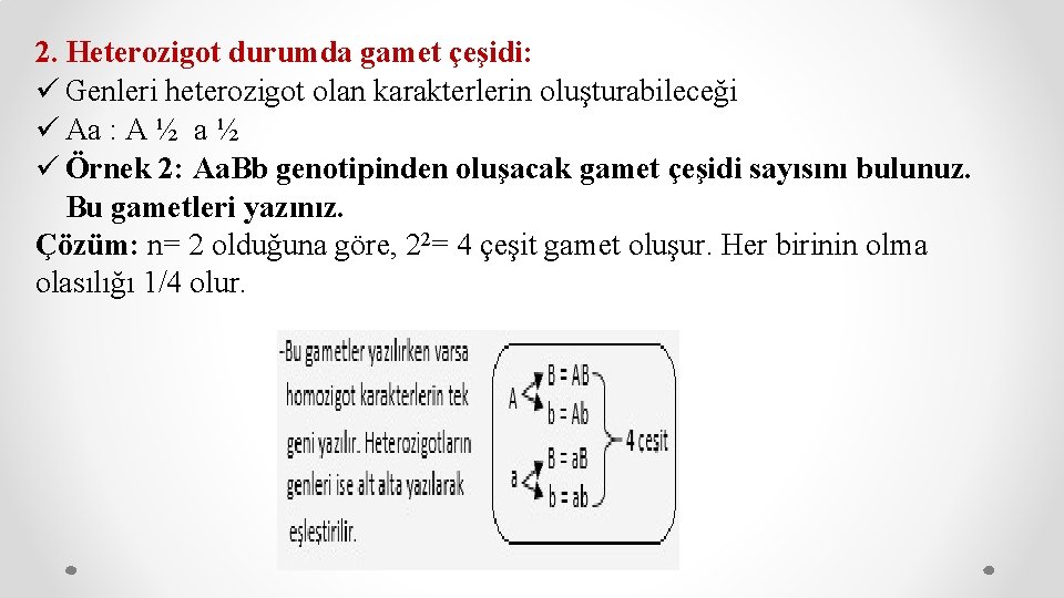 2. Heterozigot durumda gamet çeşidi: ü Genleri heterozigot olan karakterlerin oluşturabileceği ü Aa :