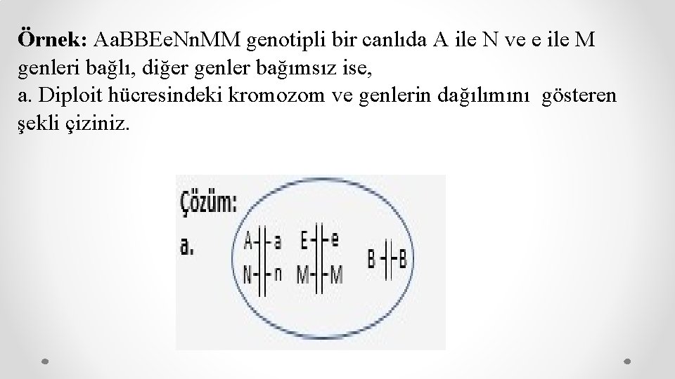 Örnek: Aa. BBEe. Nn. MM genotipli bir canlıda A ile N ve e ile