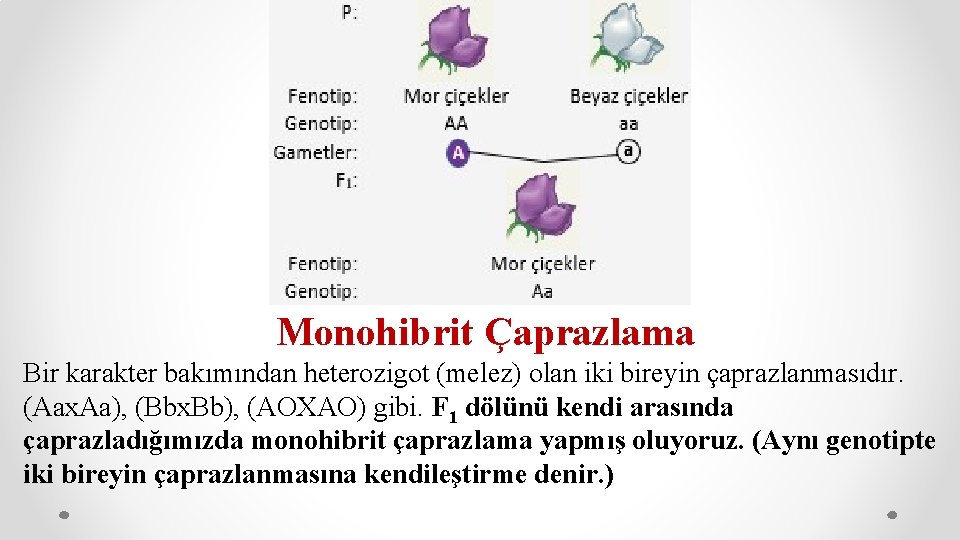Monohibrit Çaprazlama Bir karakter bakımından heterozigot (melez) olan iki bireyin çaprazlanmasıdır. (Aax. Aa), (Bbx.
