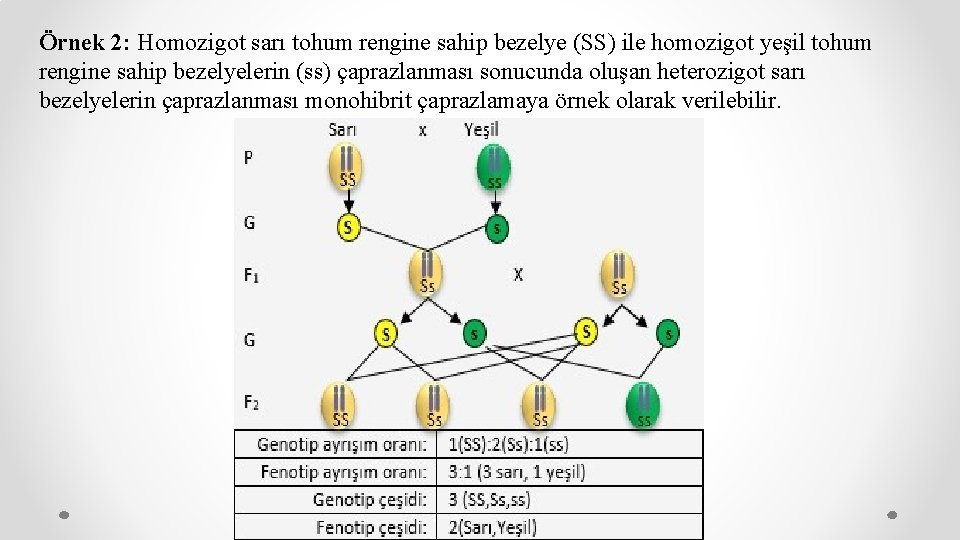 Örnek 2: Homozigot sarı tohum rengine sahip bezelye (SS) ile homozigot yeşil tohum rengine