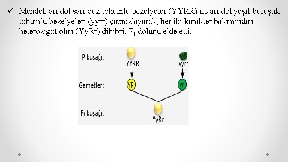 ü Mendel, arı döl sarı-düz tohumlu bezelyeler (YYRR) ile arı döl yeşil-buruşuk tohumlu bezelyeleri