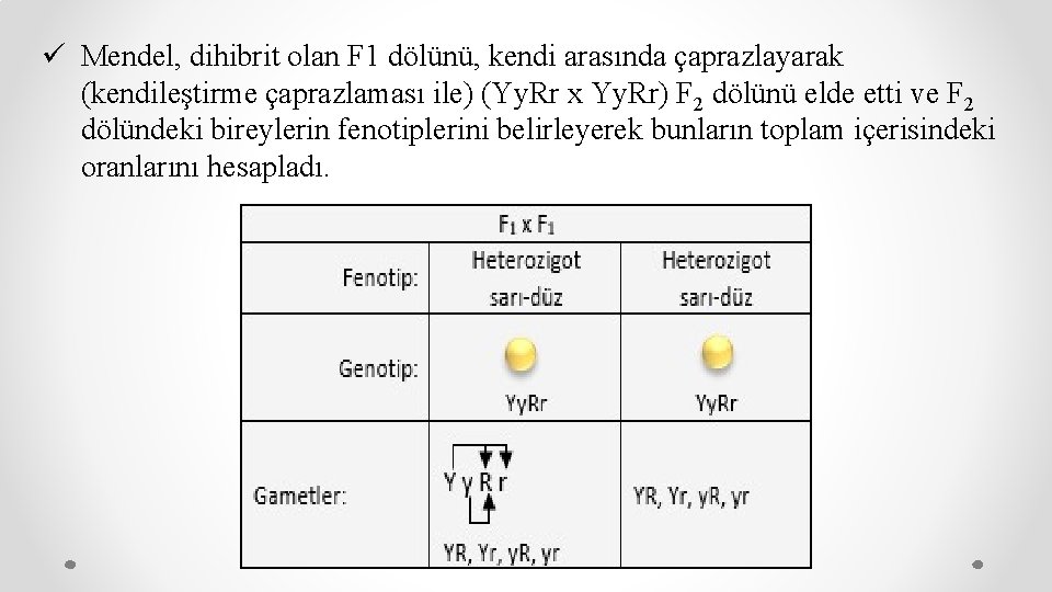 ü Mendel, dihibrit olan F 1 dölünü, kendi arasında çaprazlayarak (kendileştirme çaprazlaması ile) (Yy.