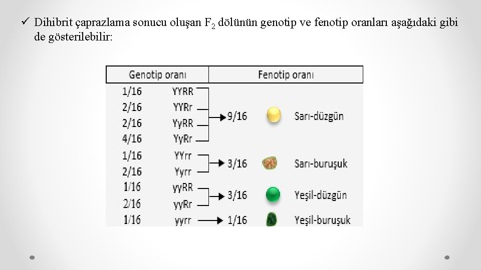 ü Dihibrit çaprazlama sonucu oluşan F 2 dölünün genotip ve fenotip oranları aşağıdaki gibi