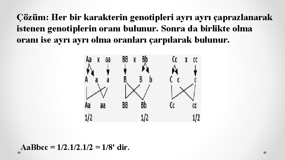 Çözüm: Her bir karakterin genotipleri ayrı çaprazlanarak istenen genotiplerin oranı bulunur. Sonra da birlikte