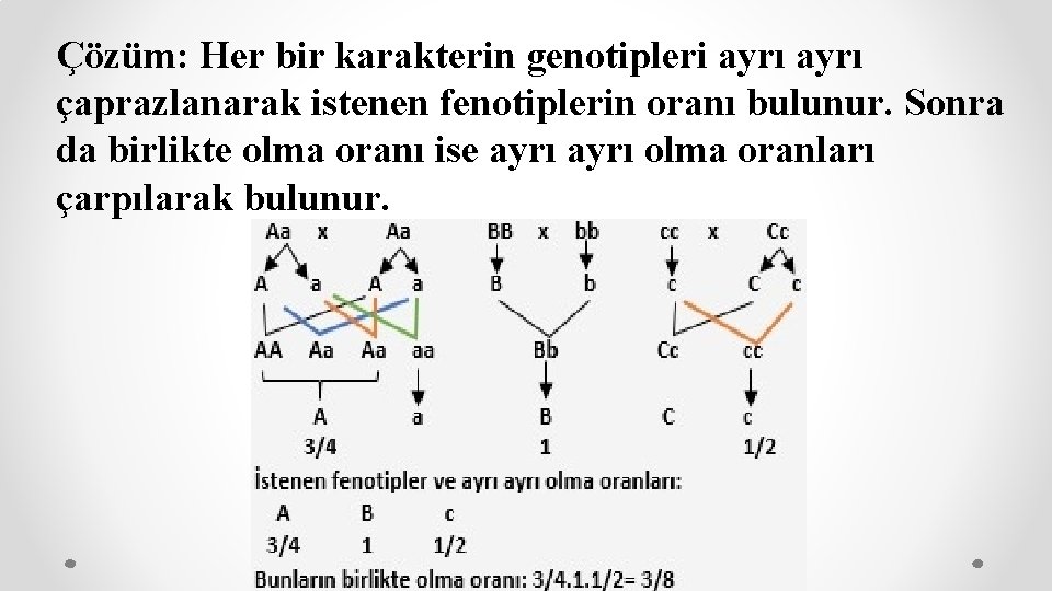 Çözüm: Her bir karakterin genotipleri ayrı çaprazlanarak istenen fenotiplerin oranı bulunur. Sonra da birlikte