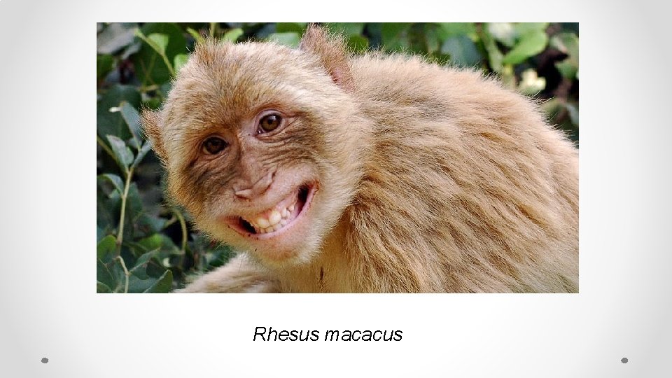 Rhesus macacus 