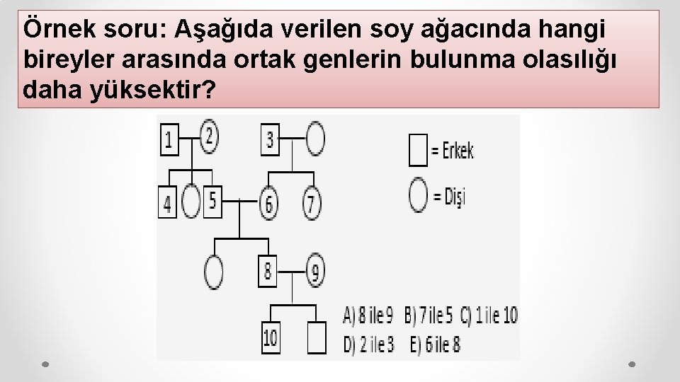 Örnek soru: Aşağıda verilen soy ağacında hangi bireyler arasında ortak genlerin bulunma olasılığı daha