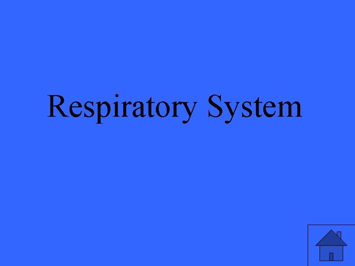 Respiratory System 