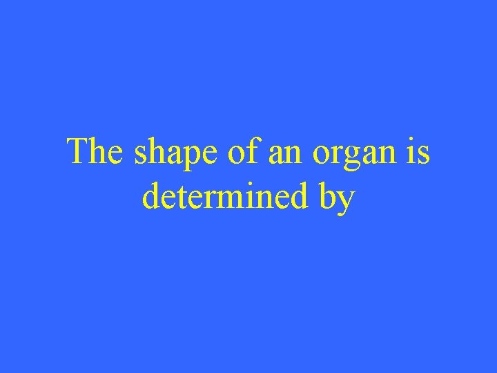 The shape of an organ is determined by 