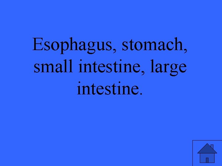 Esophagus, stomach, small intestine, large intestine. 