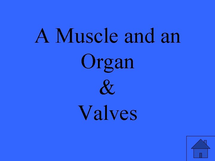 A Muscle and an Organ & Valves 