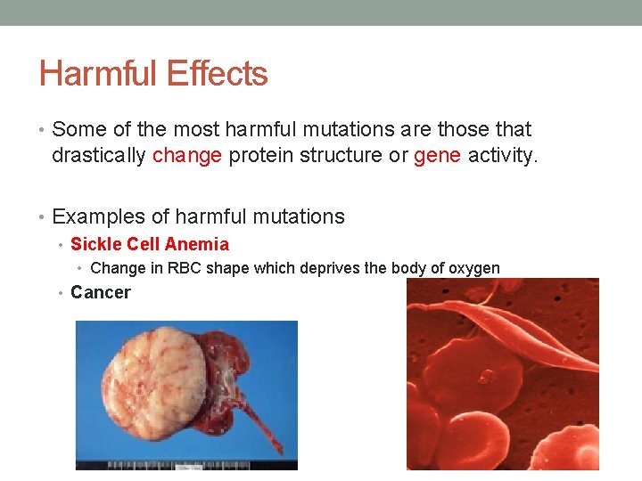 Harmful Effects • Some of the most harmful mutations are those that drastically change