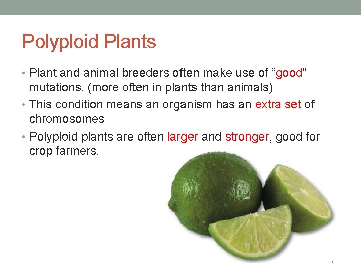 Polyploid Plants • Plant and animal breeders often make use of “good” mutations. (more