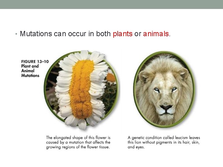  • Mutations can occur in both plants or animals. 