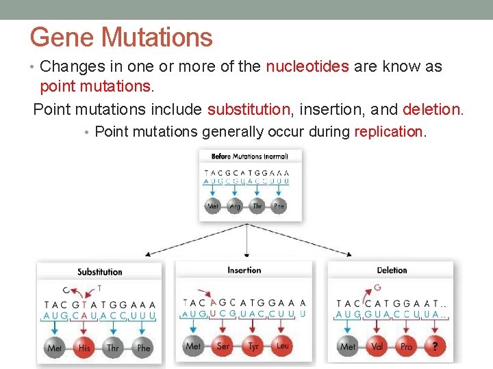 Gene Mutations • Changes in one or more of the nucleotides are know as