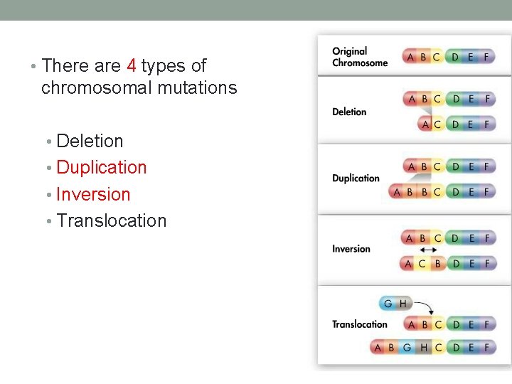 • There are 4 types of chromosomal mutations • Deletion • Duplication •