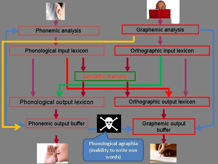 Graphemic analysis Phonological input lexicon Orthographic input lexicon Semantic memory Phonological output lexicon Orthographic