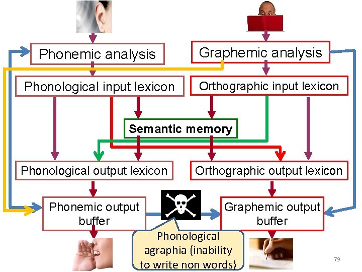 Phonemic analysis Phonological input lexicon Graphemic analysis Orthographic input lexicon Semantic memory Phonological output