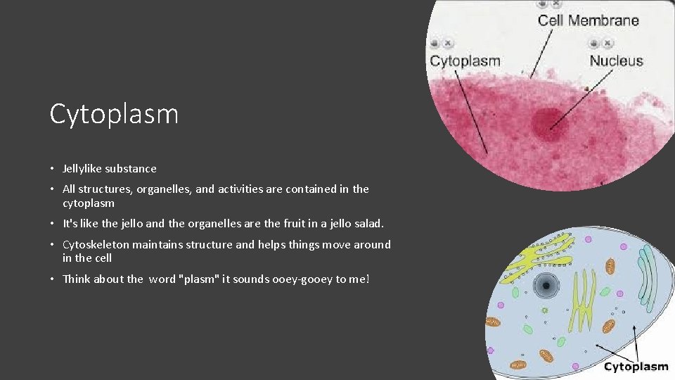 Cytoplasm • Jellylike substance • All structures, organelles, and activities are contained in the