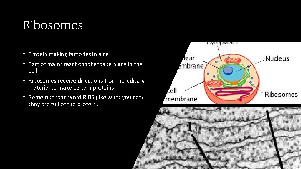 Ribosomes • Protein making factories in a cell • Part of major reactions that