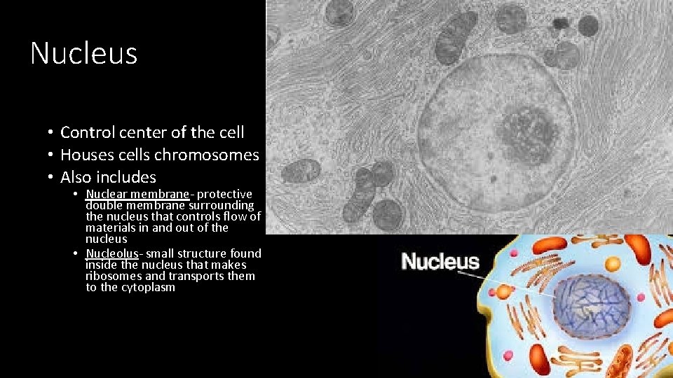 Nucleus • Control center of the cell • Houses cells chromosomes • Also includes