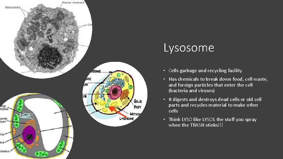 Lysosome • Cells garbage and recycling facility • Has chemicals to break down food,