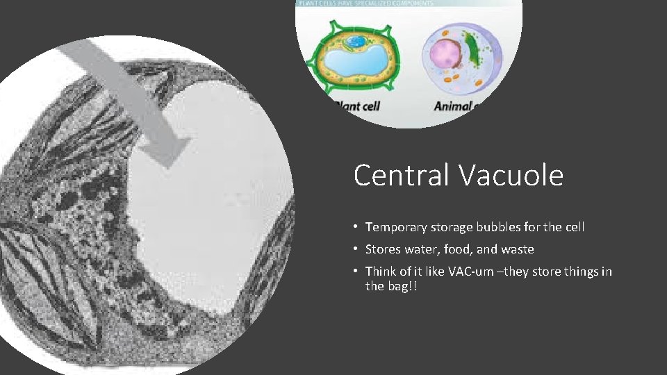 Central Vacuole • Temporary storage bubbles for the cell • Stores water, food, and