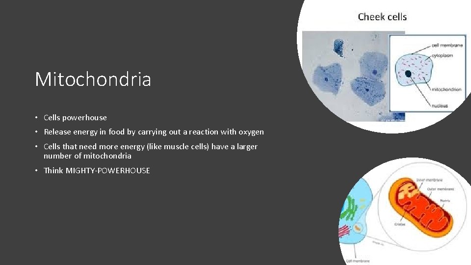 Mitochondria • Cells powerhouse • Release energy in food by carrying out a reaction