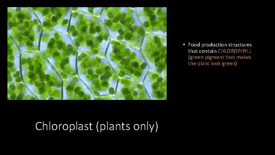  • Food production structures that contain CHLOROPHYLL (green pigment that makes the plant