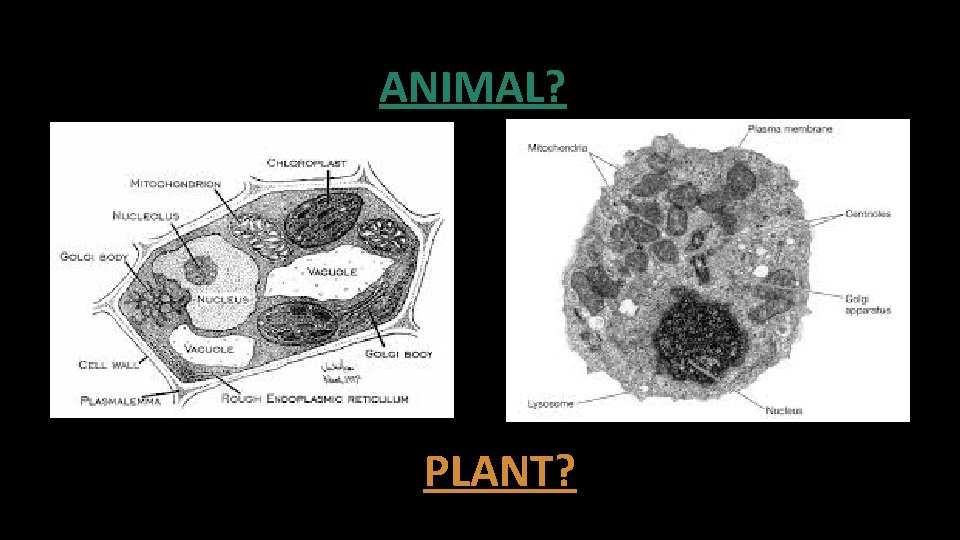 ANIMAL? PLANT? 