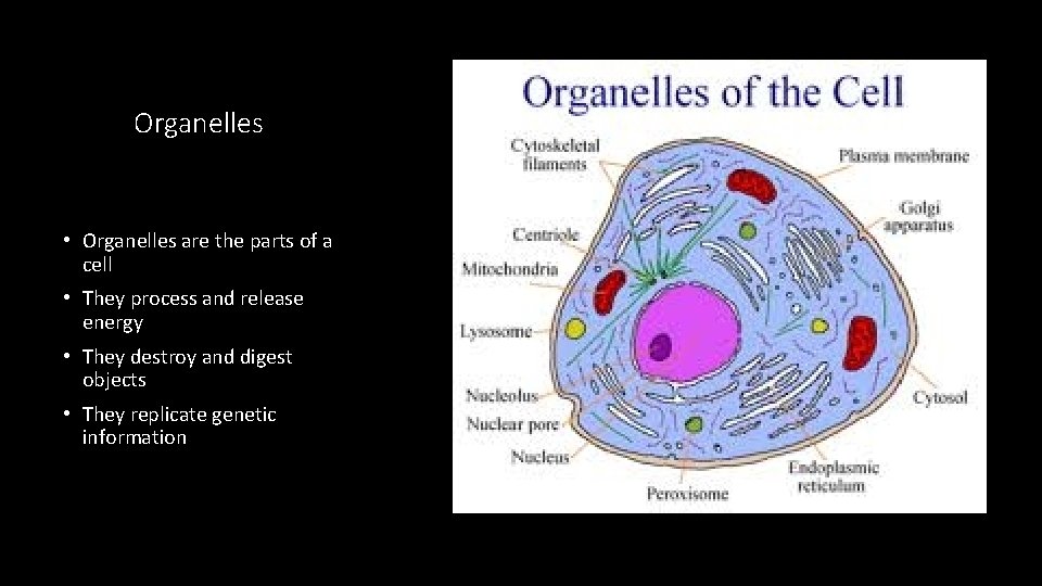 Organelles • Organelles are the parts of a cell • They process and release