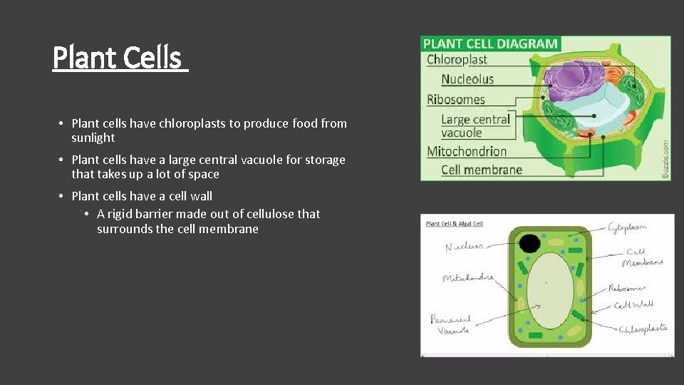 Plant Cells • Plant cells have chloroplasts to produce food from sunlight • Plant