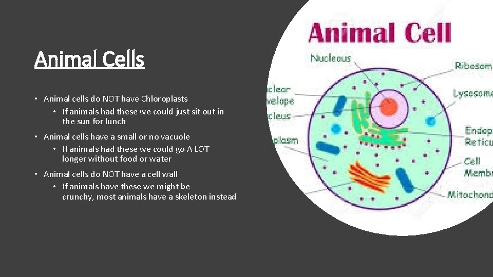 Animal Cells • Animal cells do NOT have Chloroplasts • If animals had these