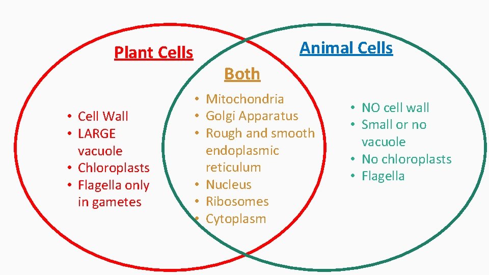 Plant Cells • Cell Wall • LARGE vacuole • Chloroplasts • Flagella only in