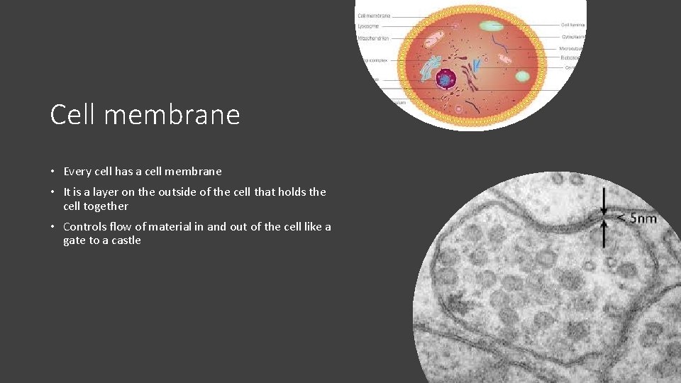Cell membrane • Every cell has a cell membrane • It is a layer