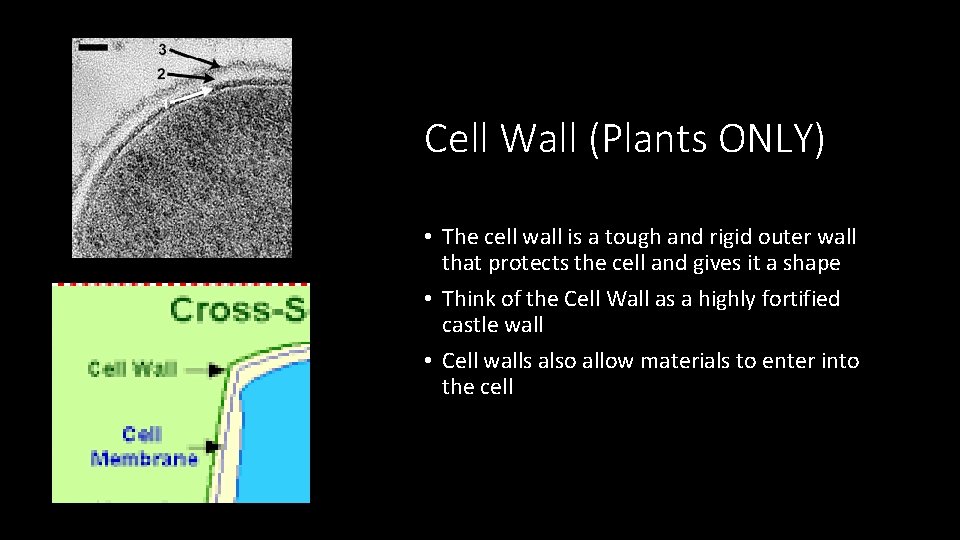 Cell Wall (Plants ONLY) • The cell wall is a tough and rigid outer