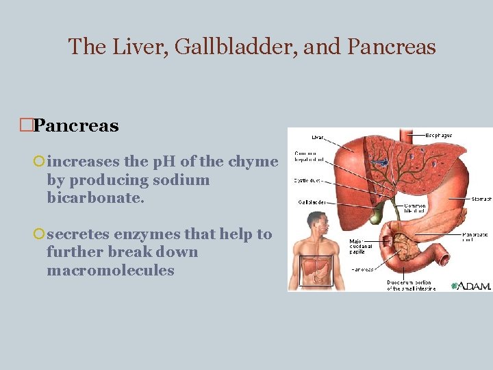 The Liver, Gallbladder, and Pancreas �Pancreas increases the p. H of the chyme by