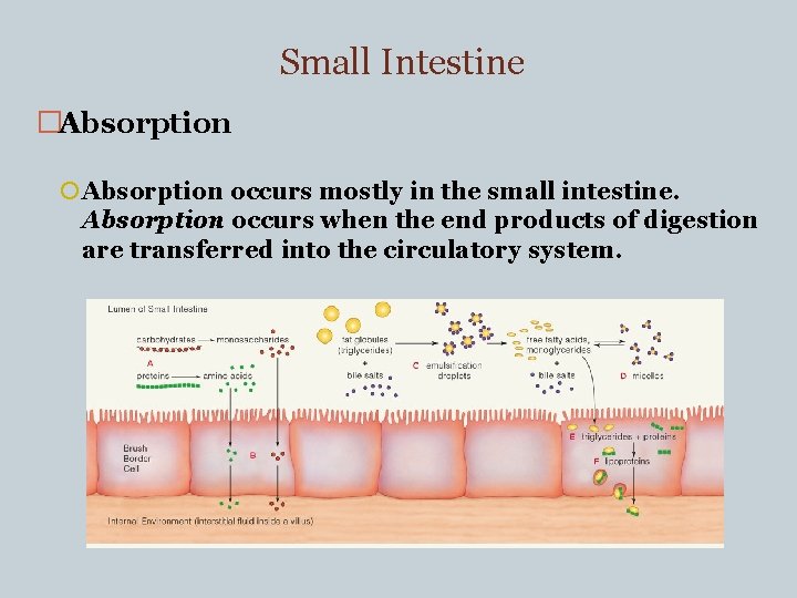Small Intestine �Absorption occurs mostly in the small intestine. Absorption occurs when the end