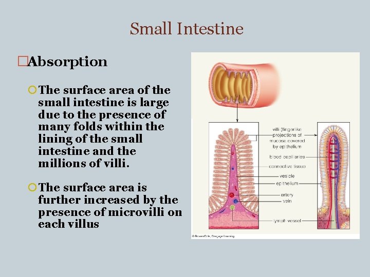 Small Intestine �Absorption The surface area of the small intestine is large due to