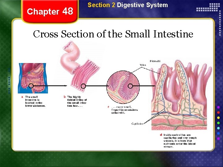 Chapter 48 Section 2 Digestive System Cross Section of the Small Intestine 