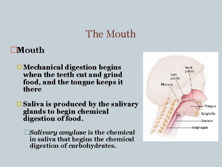 The Mouth �Mouth Mechanical digestion begins when the teeth cut and grind food, and